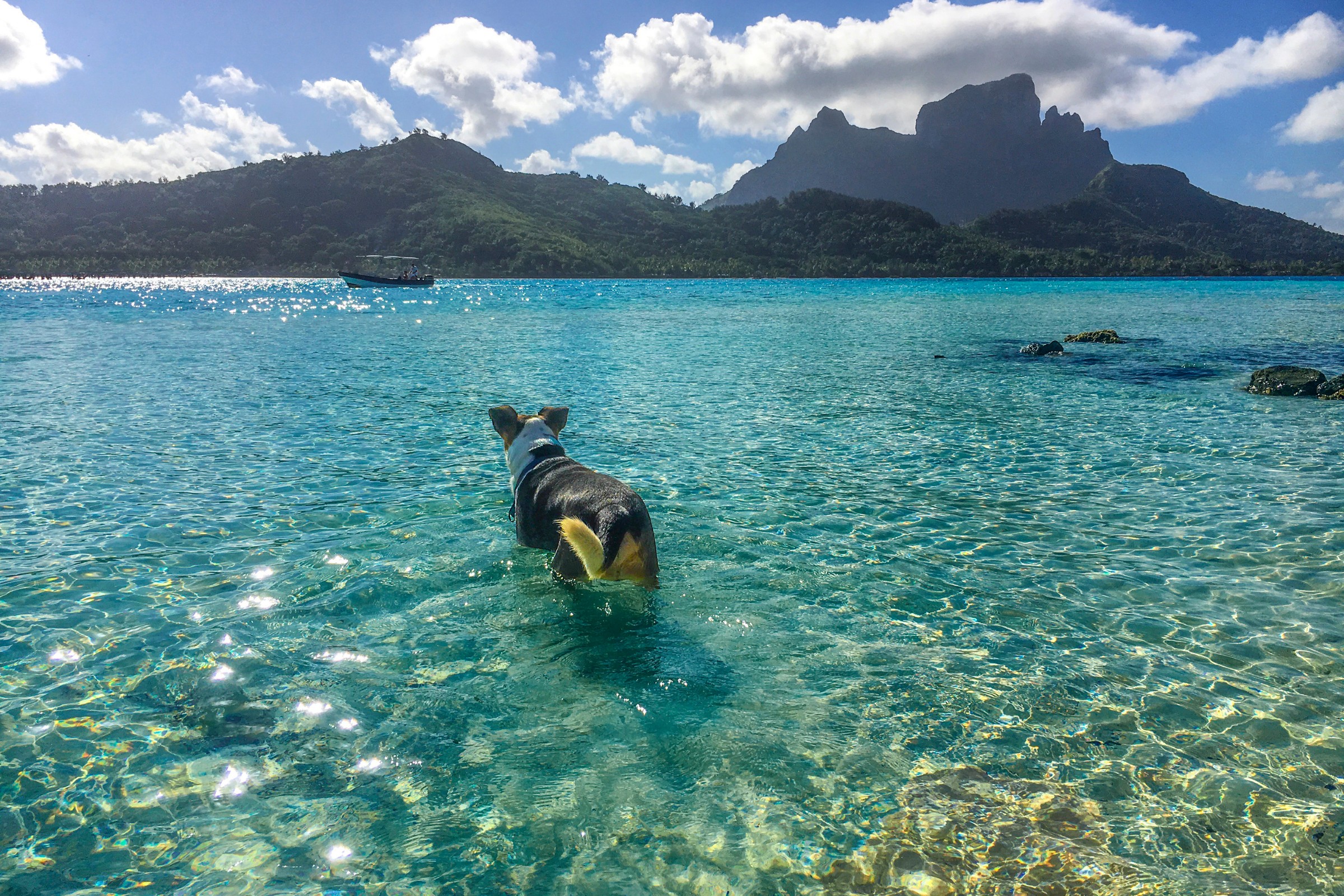dog islands.webp